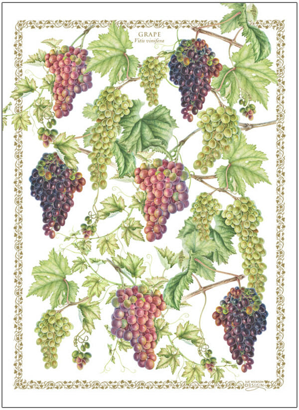 Tea Towel Grapes by Sue Wickison